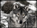 09 Inquisitive Copyright Villayat Sunkmanitu